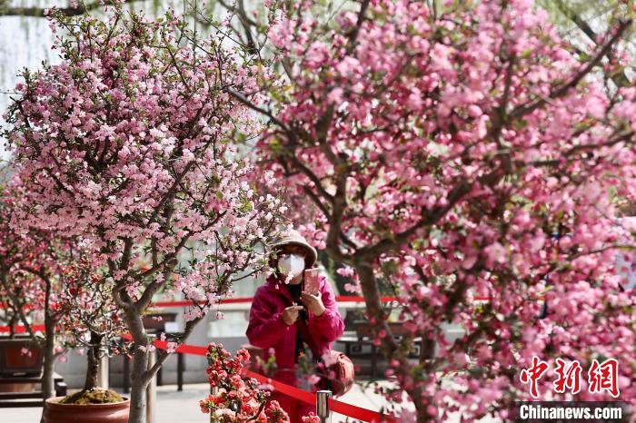 賭馬：打卡京城“萬棠盛景” 陶然亭公園海棠春花文化節啓動