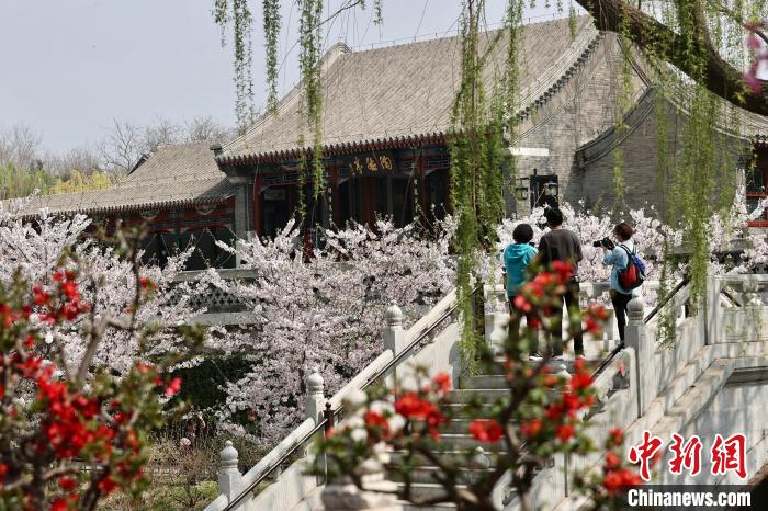 賭馬：打卡京城“萬棠盛景” 陶然亭公園海棠春花文化節啓動