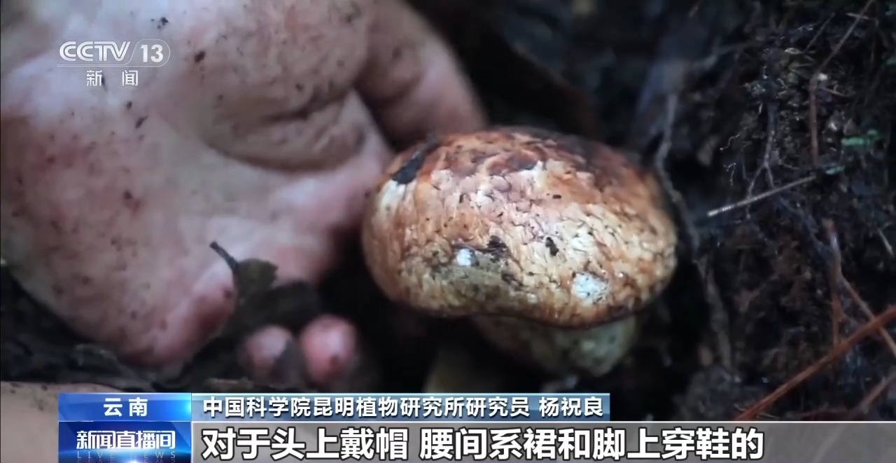 21點：又到野生菌中毒高發季 專家教你如何正確識菌