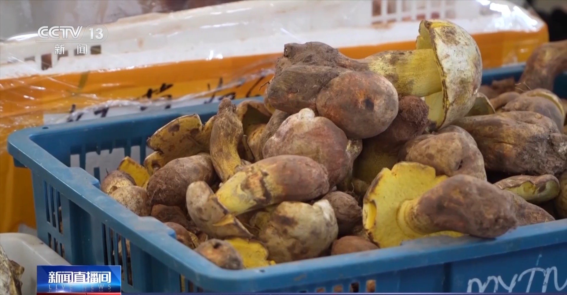 21點：又到野生菌中毒高發季 專家教你如何正確識菌